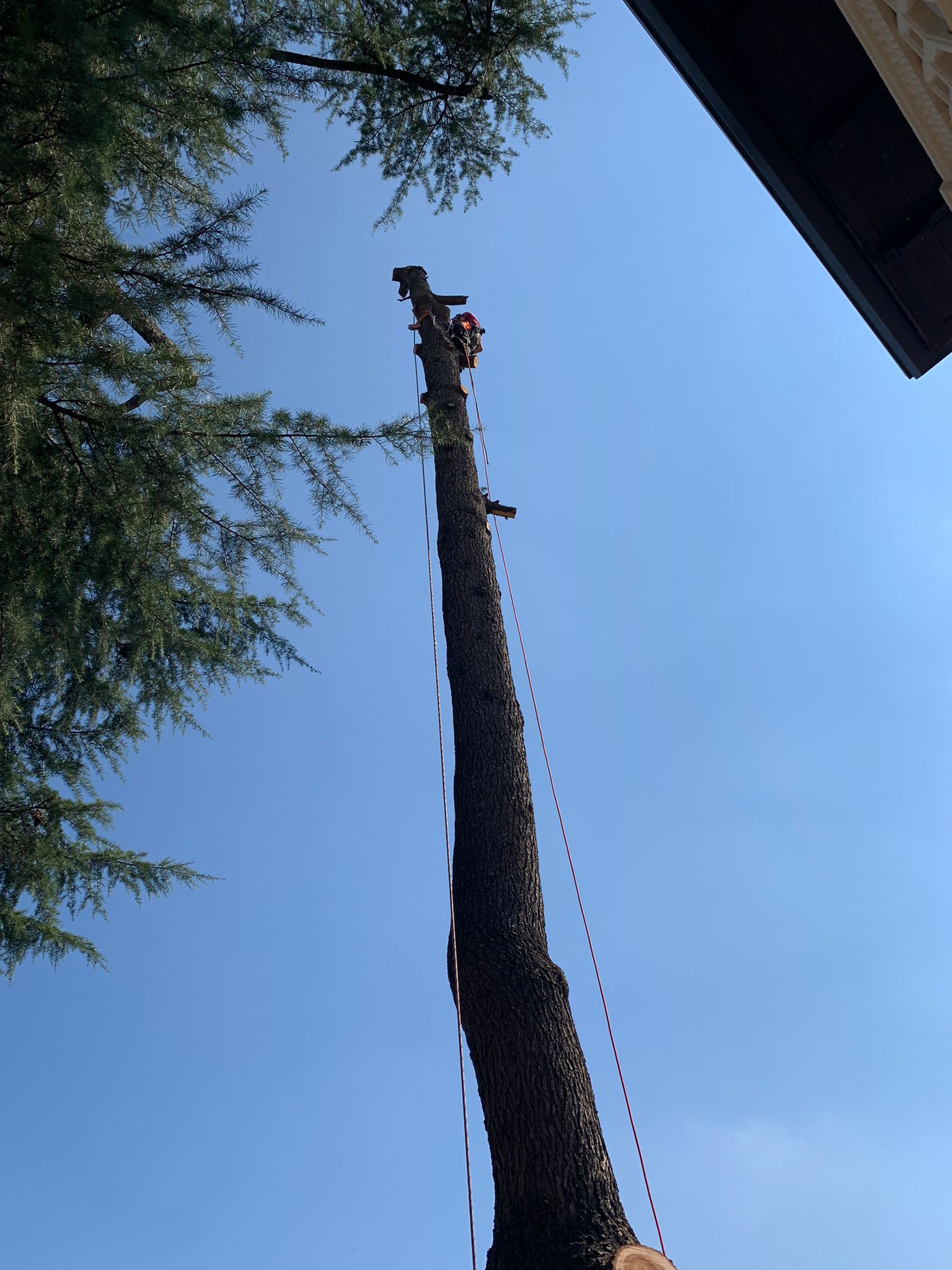 Abbattimento controllato di un albero in area urbana