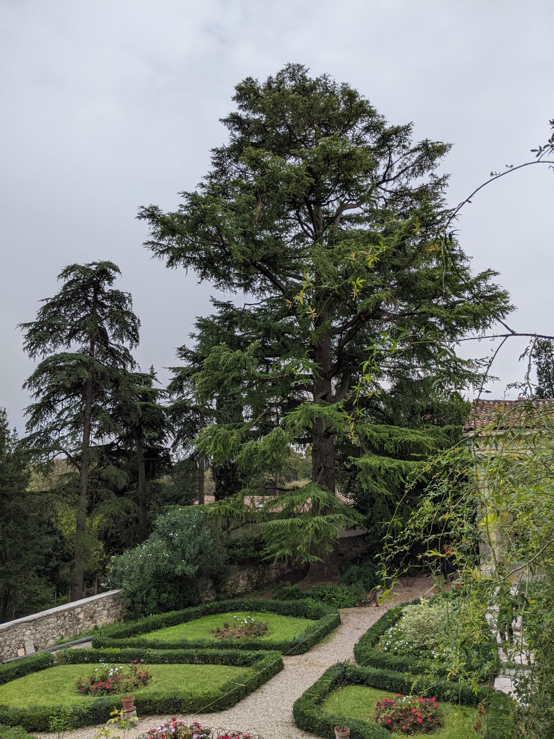 Intervento di potatura alberi mediante tree climbing a Verona