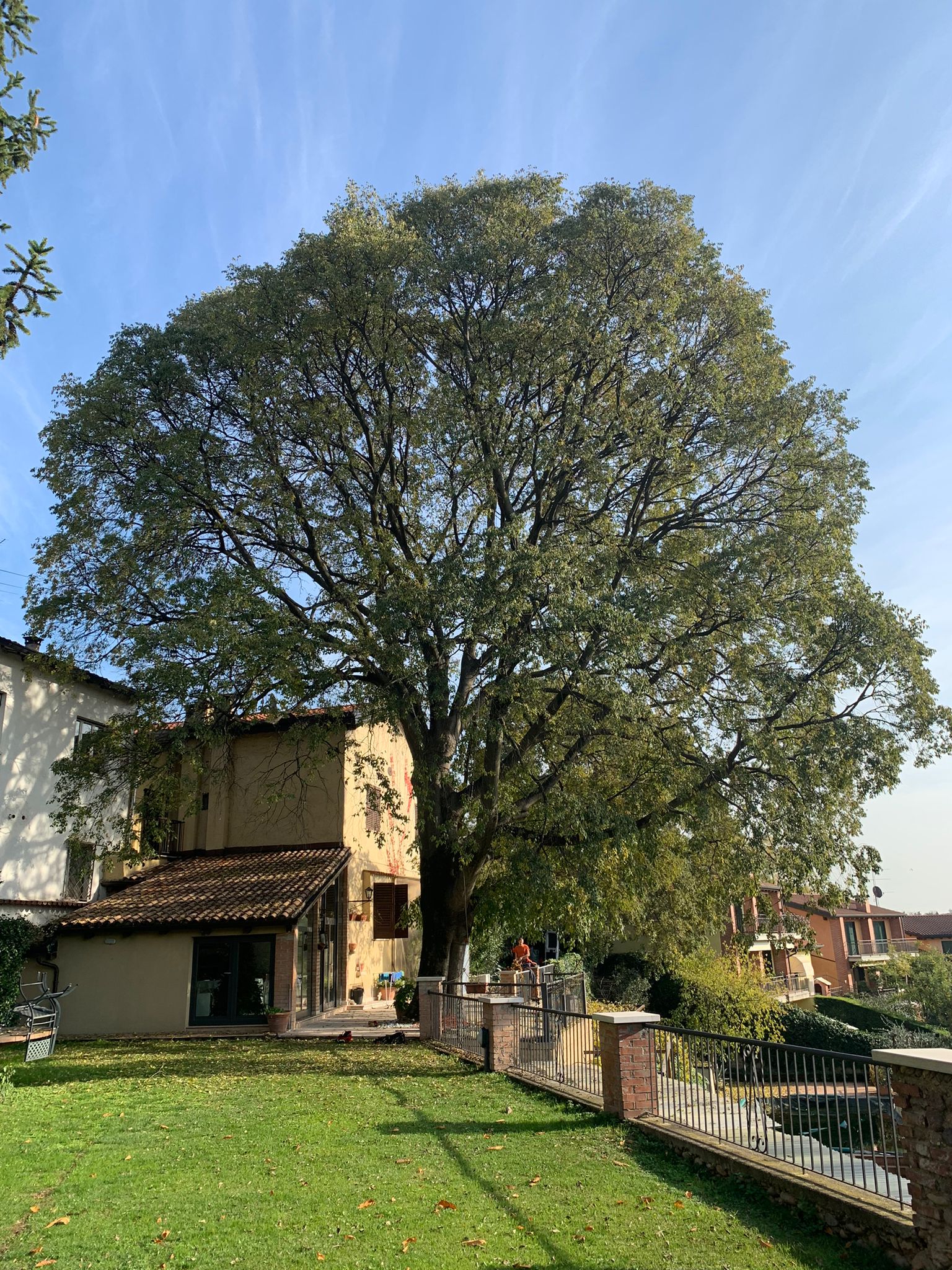 Valutazione della salute e della stabilità di un albero a Verona